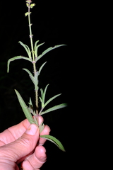 Syncolostemon bracteosus