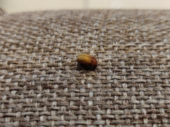 Scarabaeidae