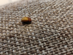 Scarabaeidae