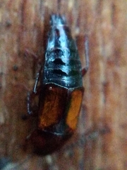 Tachinus subterraneus