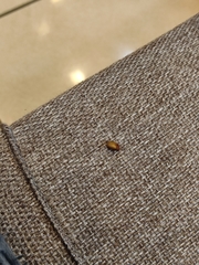 Scarabaeidae