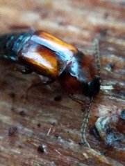Tachinus subterraneus