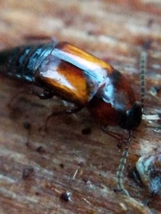Tachinus subterraneus