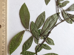 Salix pseudomyrsinites