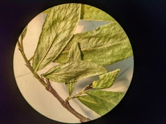 Salix pseudomyrsinites