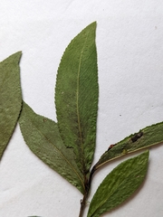 Salix pseudomyrsinites