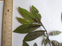 Salix pseudomyrsinites