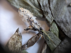 Salix pseudomyrsinites