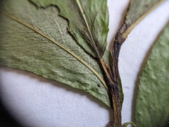 Salix pseudomyrsinites