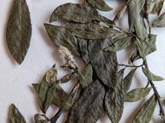 Salix pseudomyrsinites