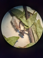 Salix pseudomyrsinites