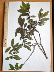 Salix pseudomyrsinites