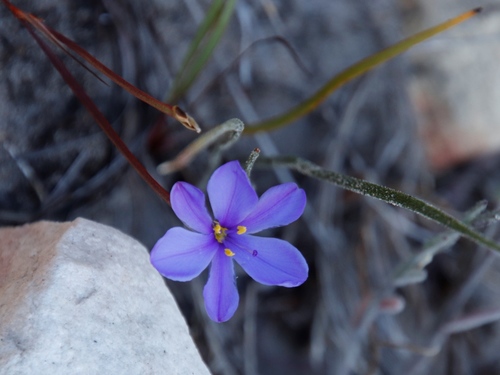 Aristea dichotoma (Aristea dichotoma)