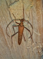 Proholopterus chilensis