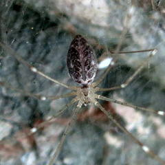 Holocnemus hispanicus