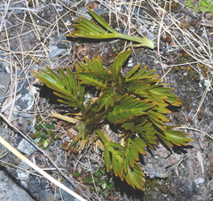 Aciphylla similis