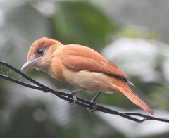 Pachyramphus homochrous