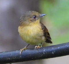 Pseudotriccus pelzelni