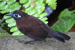 Hafferia zeledoni