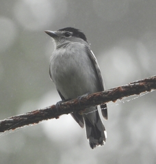 Pachyramphus albogriseus