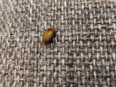 Scarabaeidae