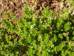 Galium productum