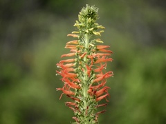 Siphocampylus foliosus