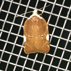 Acleris cervinana