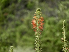 Siphocampylus foliosus