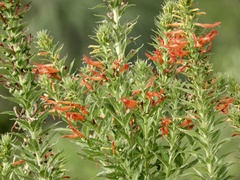 Siphocampylus foliosus