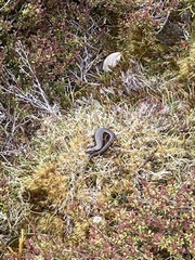 Oligosoma notosaurus