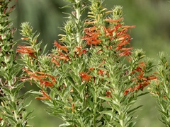 Siphocampylus foliosus