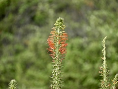 Siphocampylus foliosus