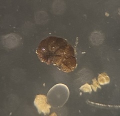 Globothalamea