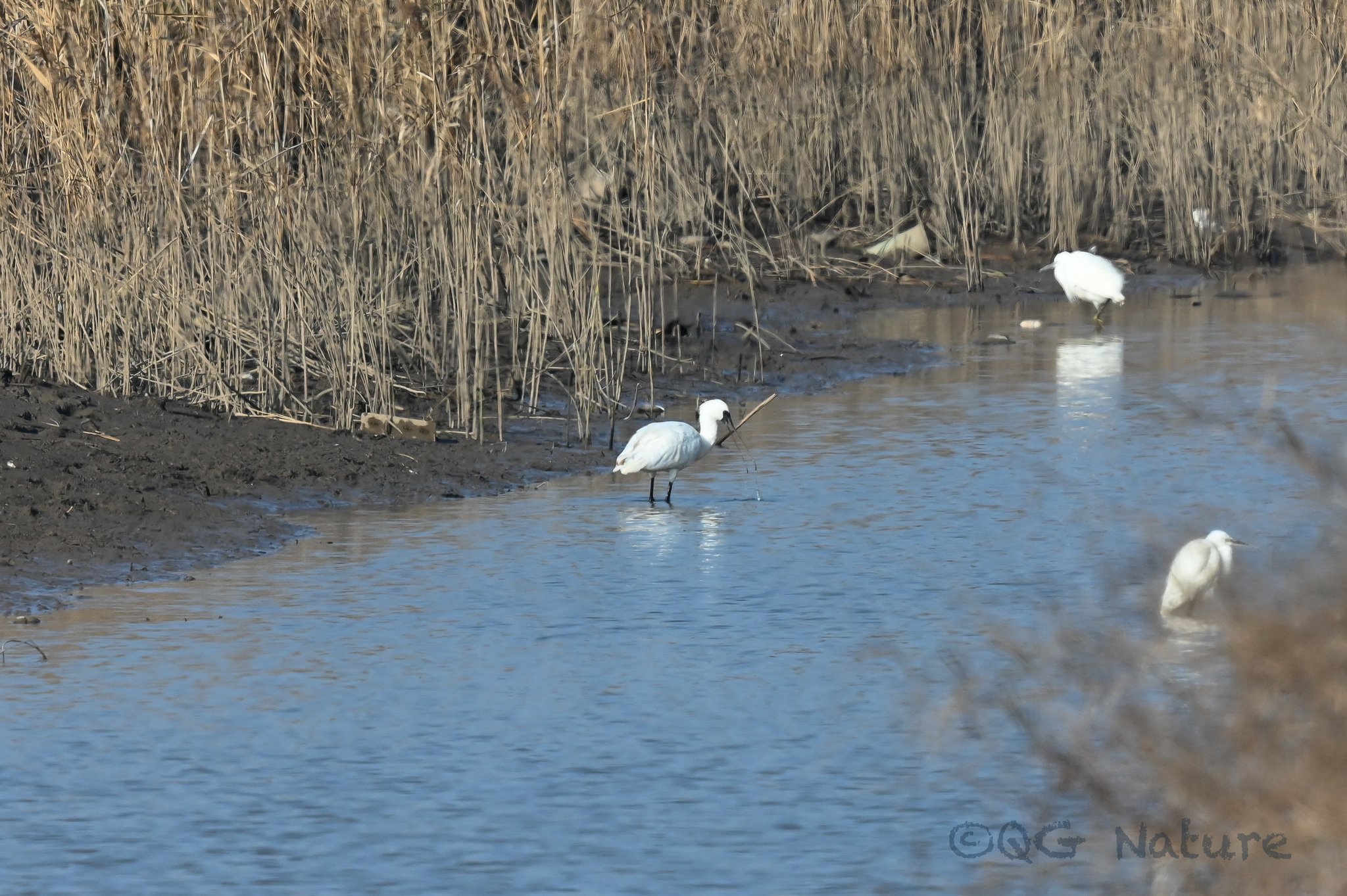 Black-faced Spoonbill