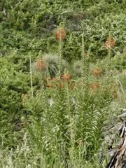 Siphocampylus foliosus