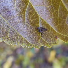 Rhamphomyia spinipes