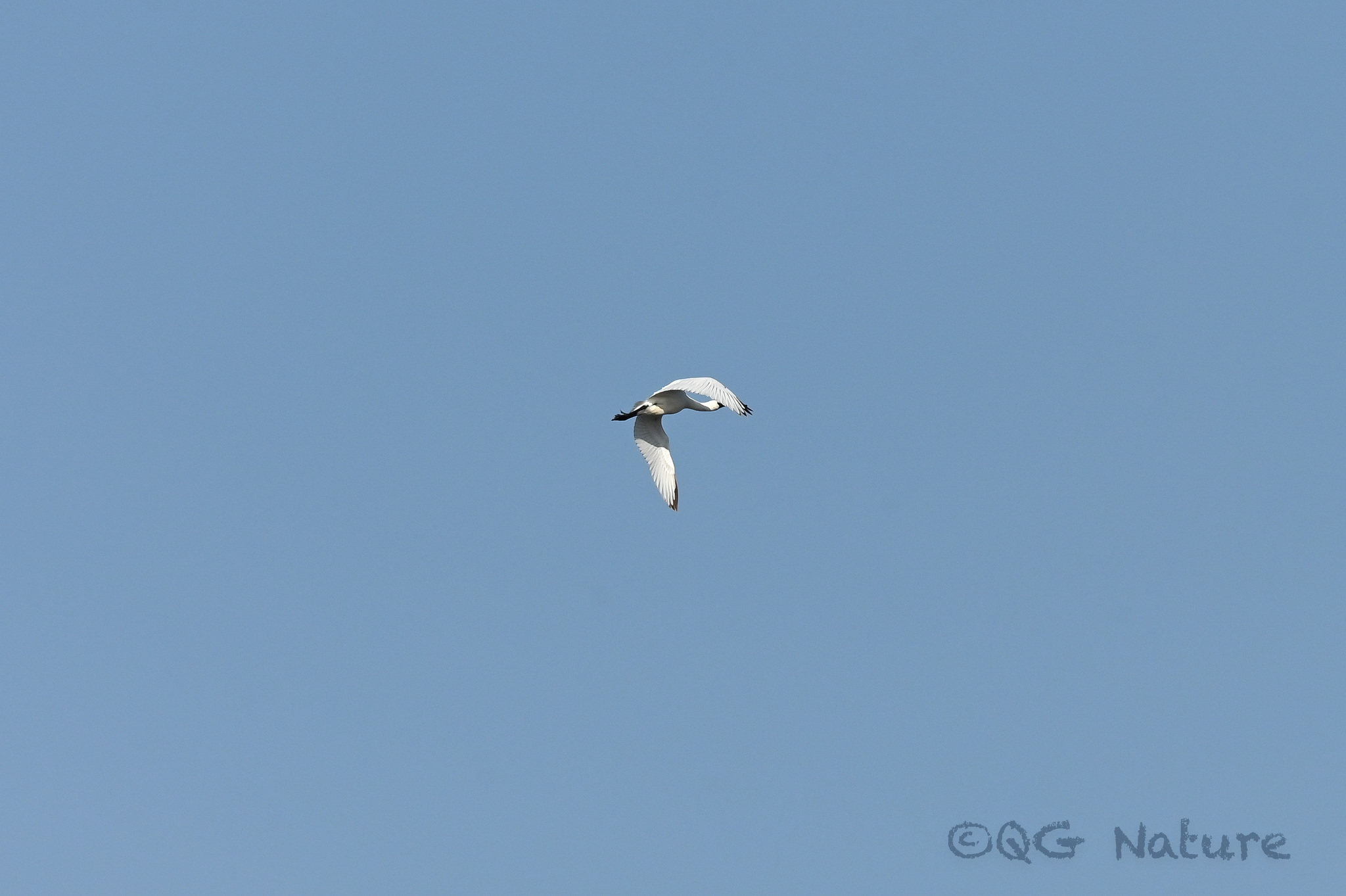 Black-faced Spoonbill