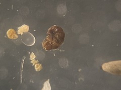 Globothalamea