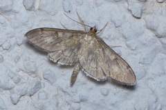 Anania lancealis