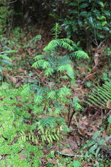 Taxus globosa