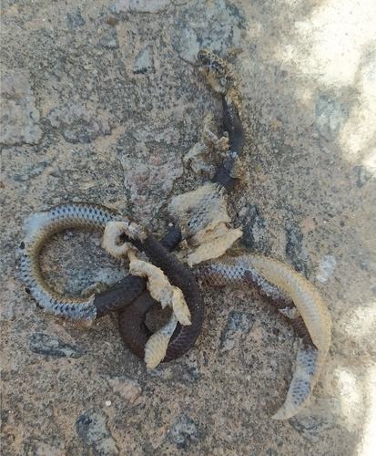Espíritu Santo Blind Snake