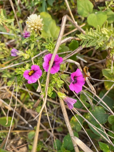Calibrachoa heterophylla (Calibrachoa heterophylla)