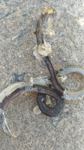 Espíritu Santo Blind Snake