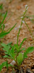 Oxygonum sinuatum