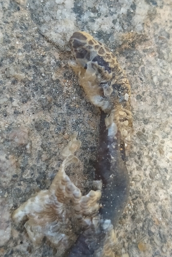 Espíritu Santo Blind Snake