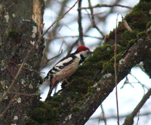Pico mediano (Dendrocoptes medius)