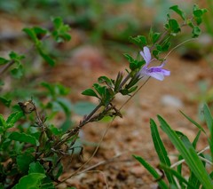 Dyschoriste rogersii