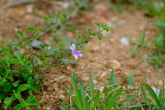 Dyschoriste rogersii