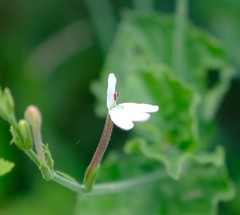 Rhinacanthus xerophilus